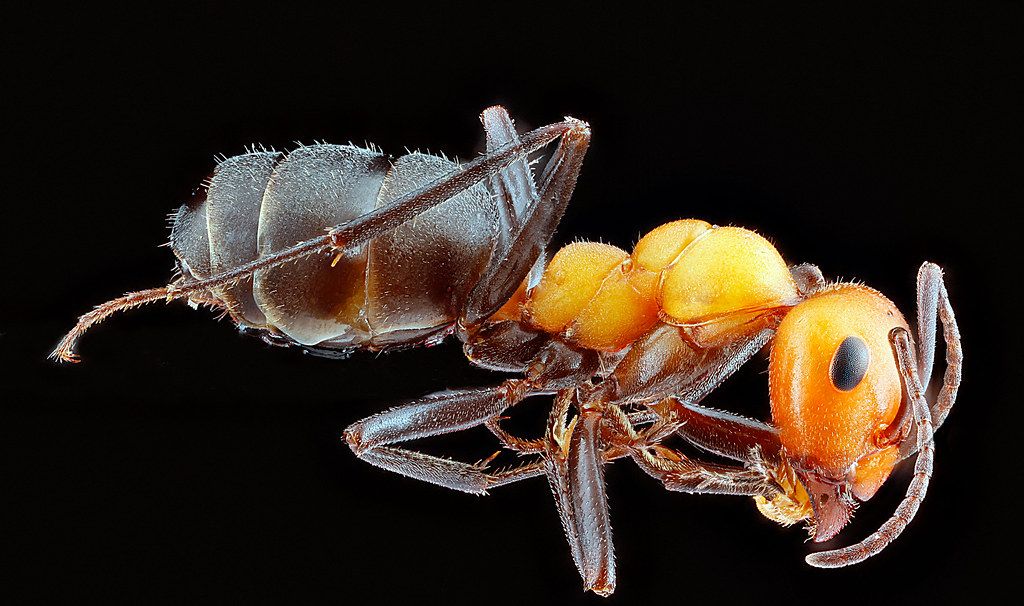 Ant Control service in Colton, CA