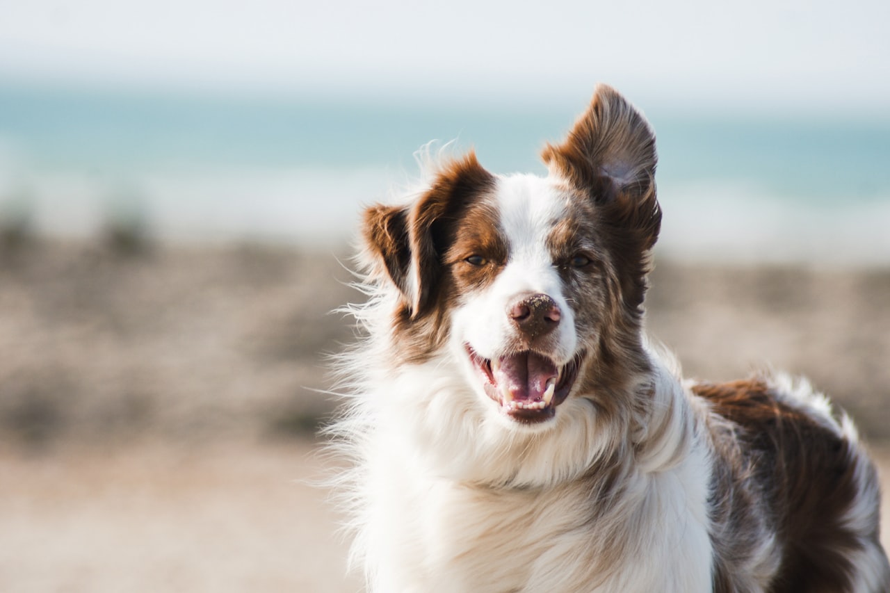 Flea & Tick Control service in Colton, CA