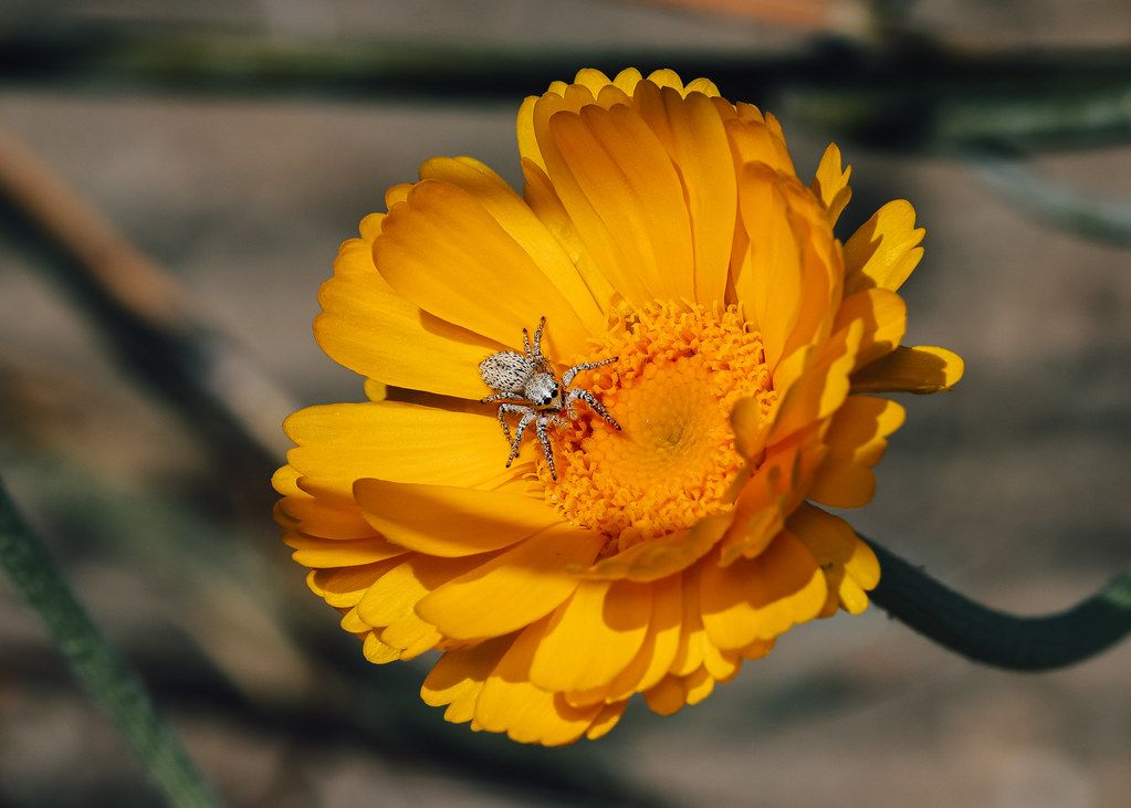Spider Control service in Colton, CA
